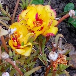 Meet your Posher, Claudia